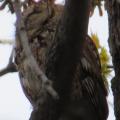 Eastern Screech-Owl at Rondeau