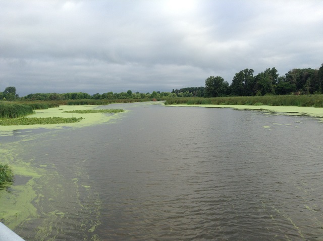 GWTA - Hillman Marsh