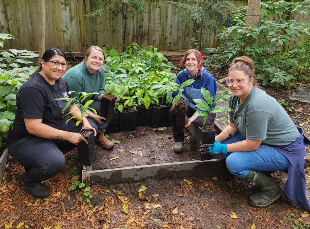 Image of Carolinian Canda staff planting pawpaw seedlings