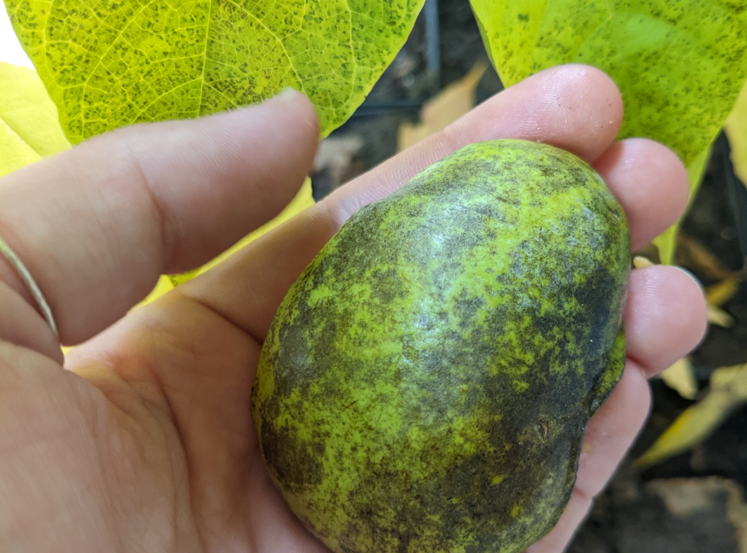 Image of a small pawpaw in hand