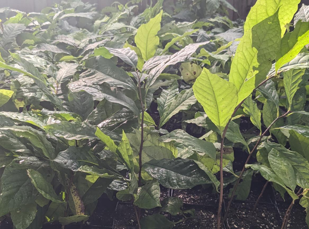 Image of a collection of pawpaw seedlings with lush green leaves