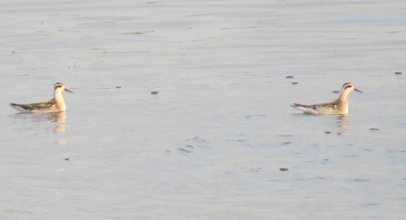 Red-necked Phalaropes