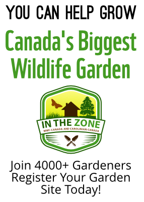 Native White Pine: A must in a Carolinian Canada wildlife garden — FERNS &  FEATHERS