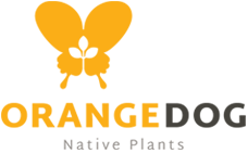 Orange Dog Native Plants