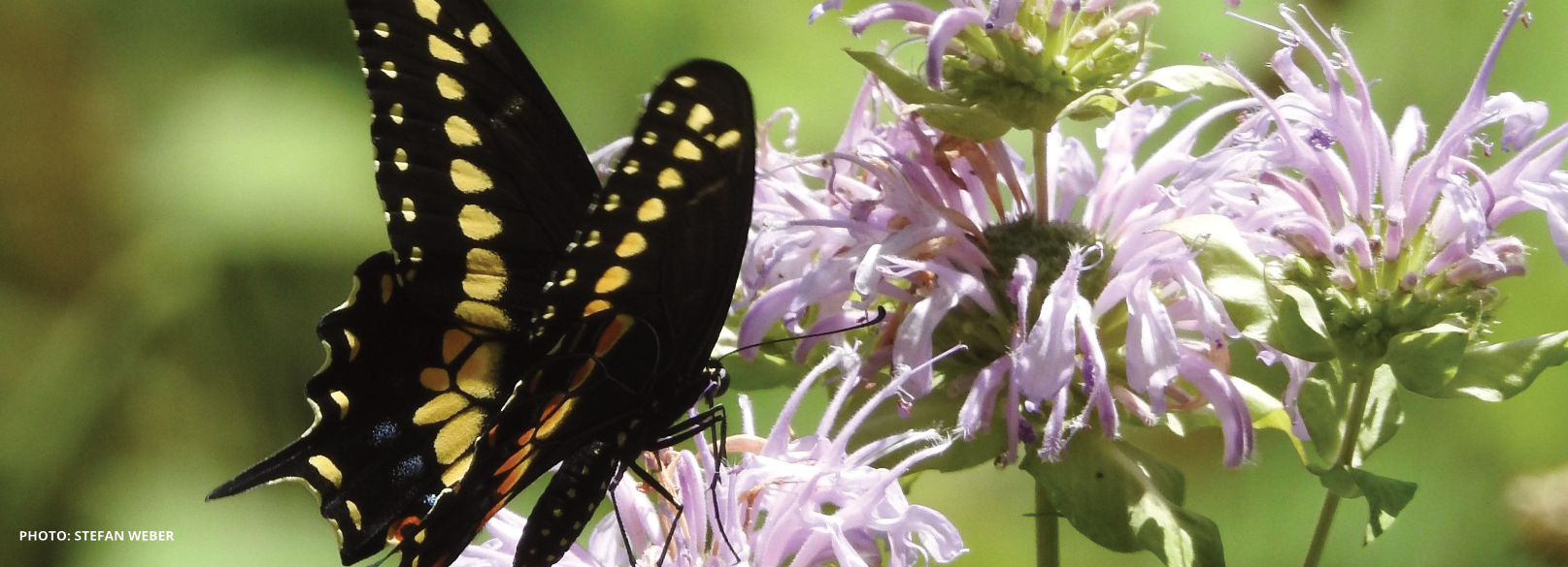 Grow Canada's Biggest Wildlife Garden