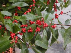 Image of Winterberry Holly