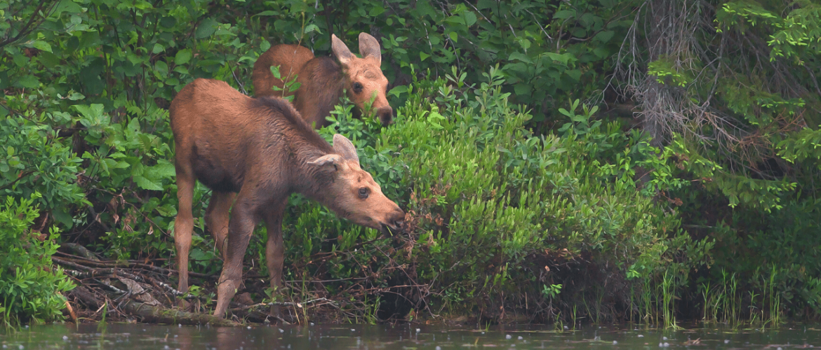 Two calf moose stand by the shore of a lake in Algonquin Provincial Park, Ontario. They are surrounded by green foliage, with larger trees in the background. The calf in the foreground is chewing on vegetation. 